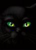 Black_Cat's Avatar