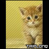 Avatar Triploneq