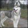 Collie 17's Avatar